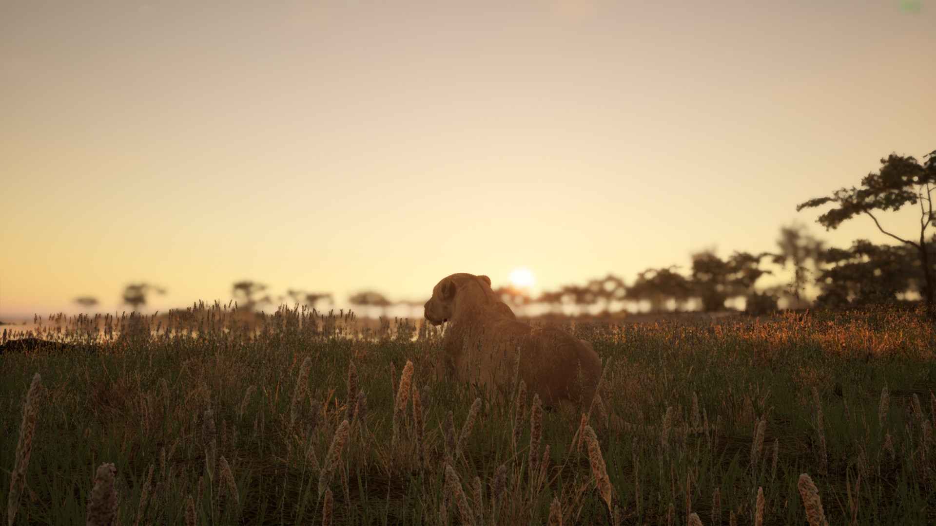 Animalia Screenshot 1