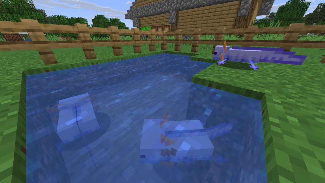 Axolotl bleu rare dans Minecraft